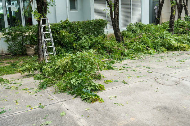 Why Choose Our Tree Removal Services in Richfield, UT?