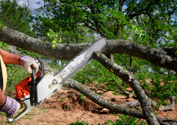 Best Tree Cabling and Bracing  in Richfield, UT